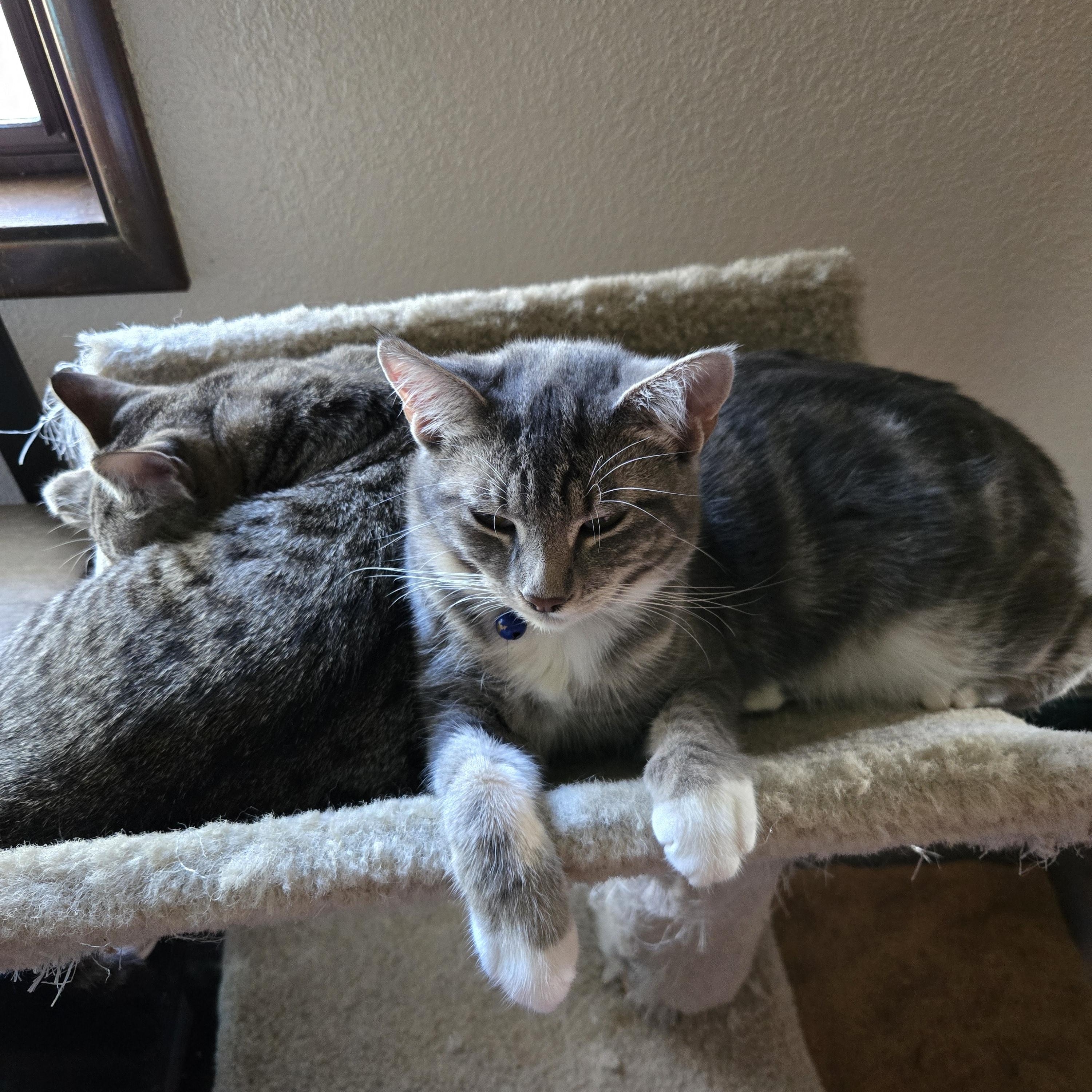 Lion, a Adoptable Tabby in Eugene, OR image 2/2