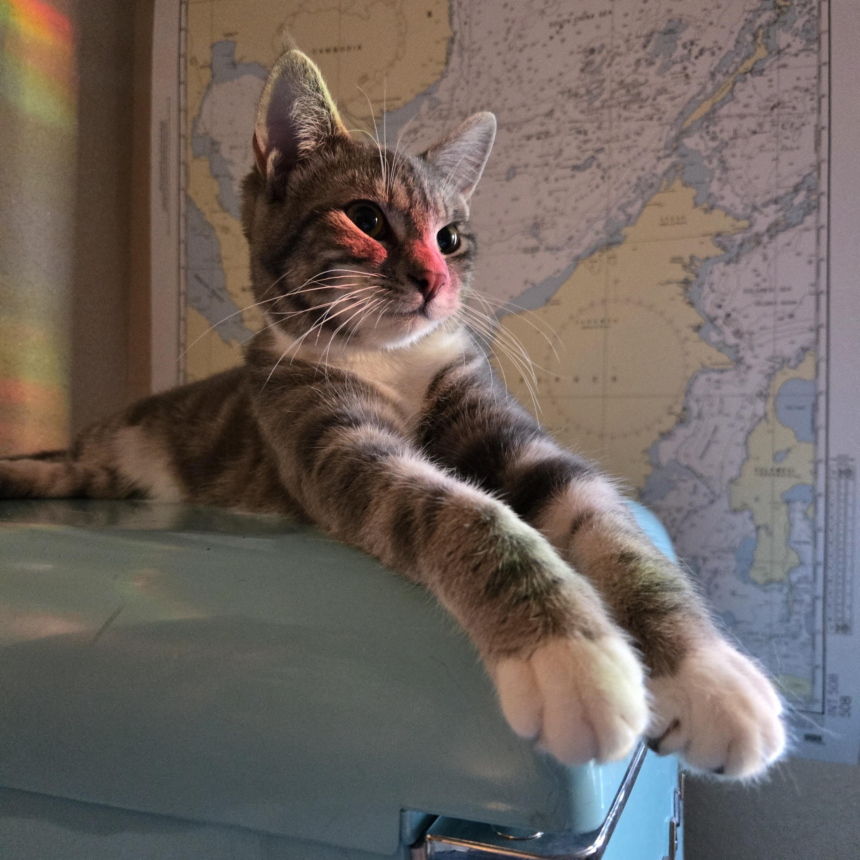 Lion, a Adoptable Tabby in Eugene, OR image 1/2