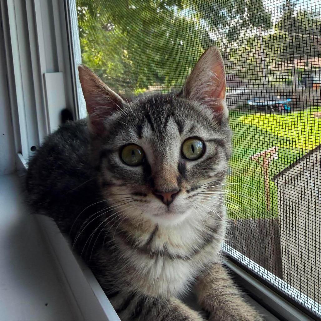 Enlarge Sophie, a Adoptable Domestic Short Hair in West Olive, MI image 2/5
