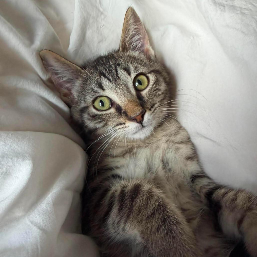 Enlarge Sophie, a Adoptable Domestic Short Hair in West Olive, MI image 4/5