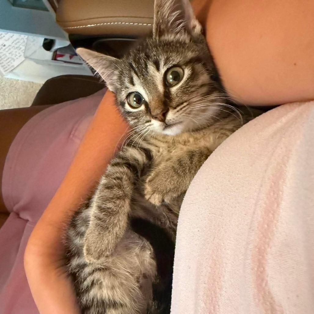 Enlarge Sophie, a Adoptable Domestic Short Hair in West Olive, MI image 5/5