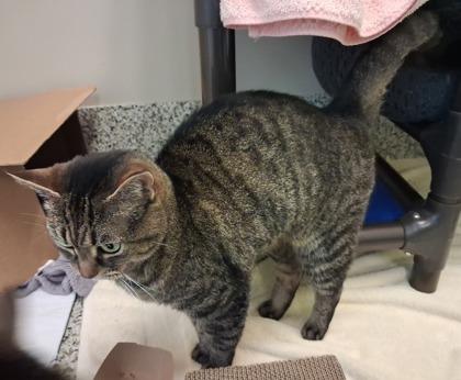 Princess Star (& Stella Rose), a Adoptable mixed breed in Fairfax, VA image 1/3