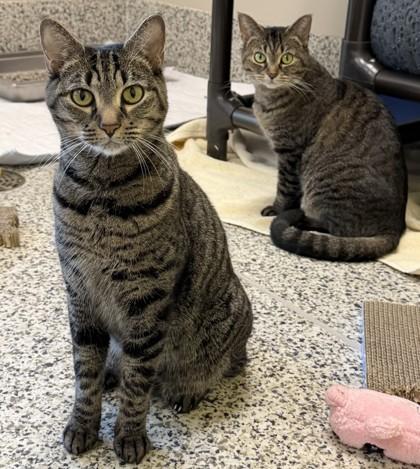 Princess Star (& Stella Rose), a Adoptable mixed breed in Fairfax, VA image 2/3