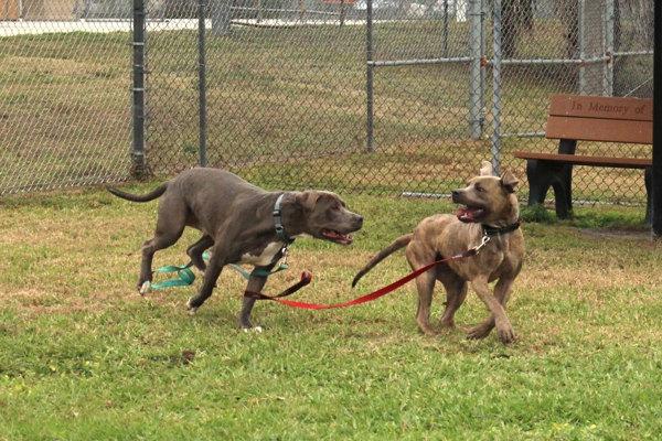 Enlarge Xeno, a Adoptable mixed breed in Melbourne, FL image 1/6