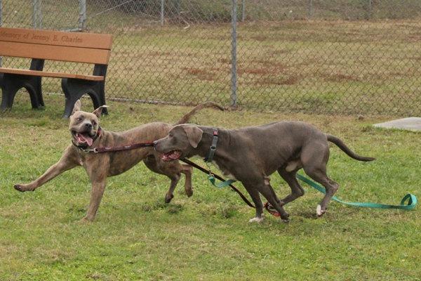 Enlarge Xeno, a Adoptable mixed breed in Melbourne, FL image 2/6