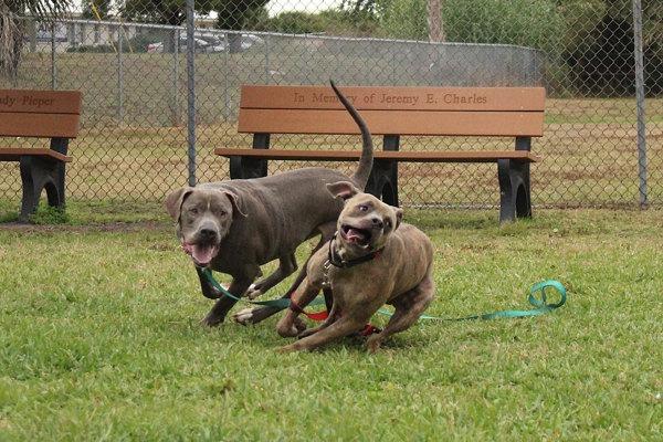 Enlarge Xeno, a Adoptable mixed breed in Melbourne, FL image 3/6