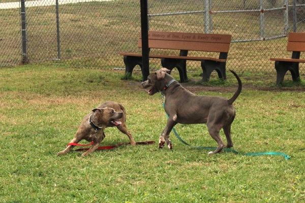 Enlarge Xeno, a Adoptable mixed breed in Melbourne, FL image 4/6