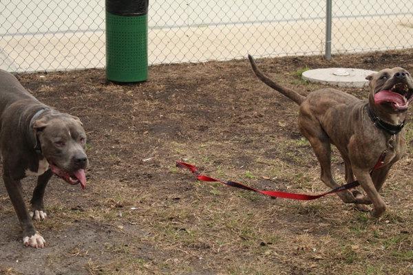 Enlarge Xeno, a Adoptable mixed breed in Melbourne, FL image 5/6
