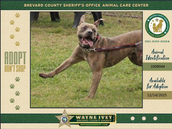 Enlarge Xeno, a Adoptable mixed breed in Melbourne, FL image 6/6