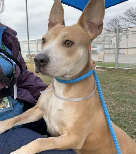 BRANDY APPLE PIE, Adoptable, Adult Female Pit Bull Terrier.