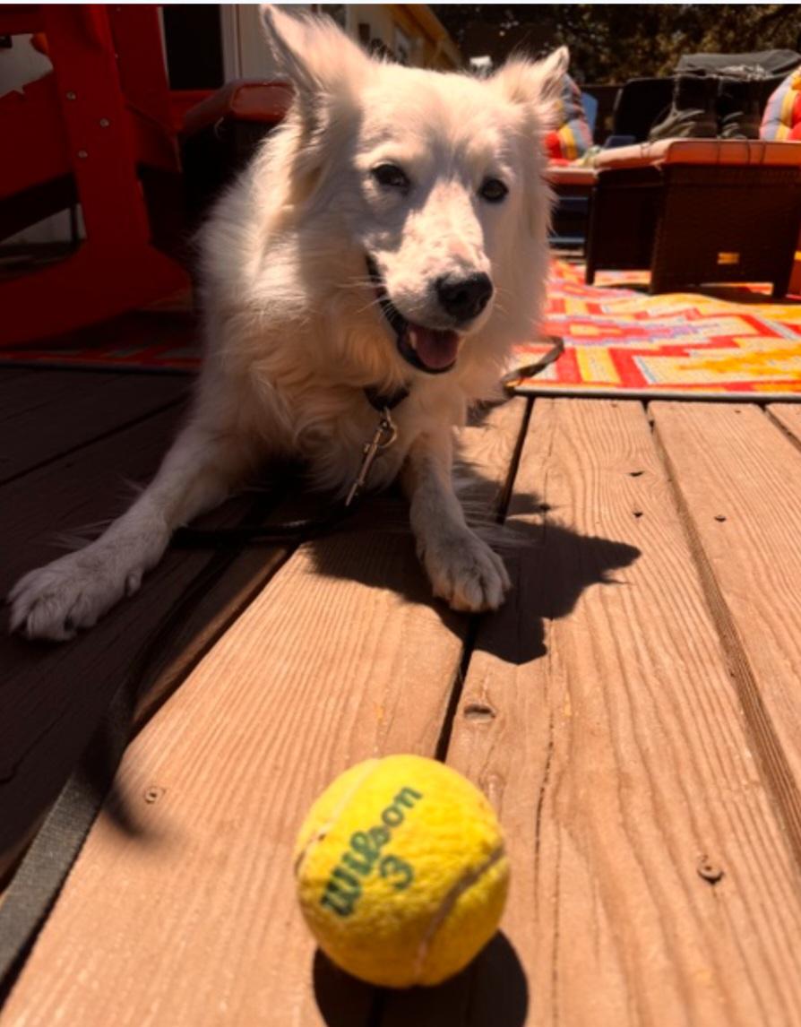 Courtesy listing - Val, an adopted mixed breed in Bend, OR image 1/2