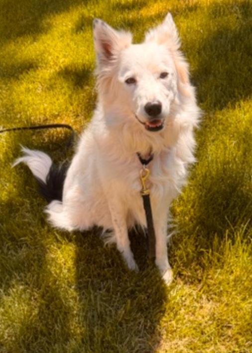 Courtesy listing - Val, an adopted mixed breed in Bend, OR image 2/2