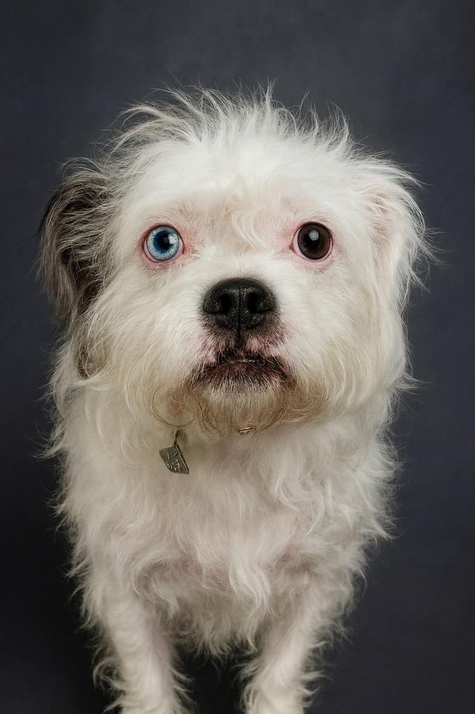 Enlarge Betty, a Adopted mixed breed in Hardeeville, SC image 1/2