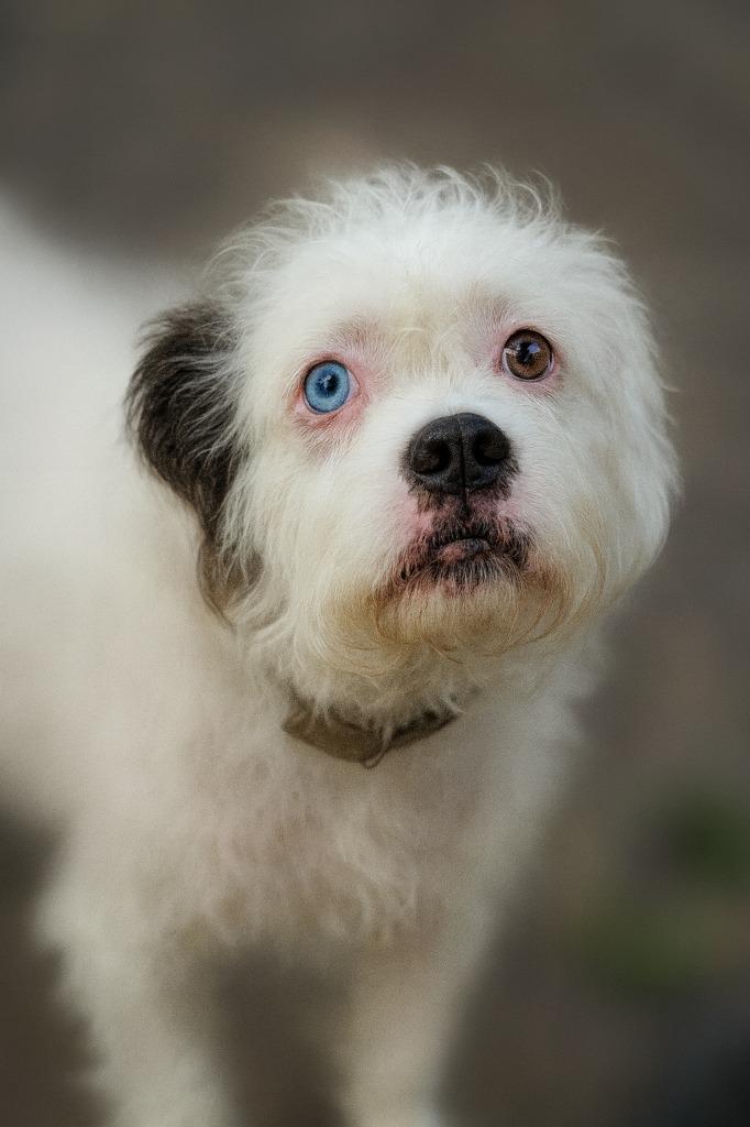 Betty, a Adoptable mixed breed in Hardeeville, SC image 2/2