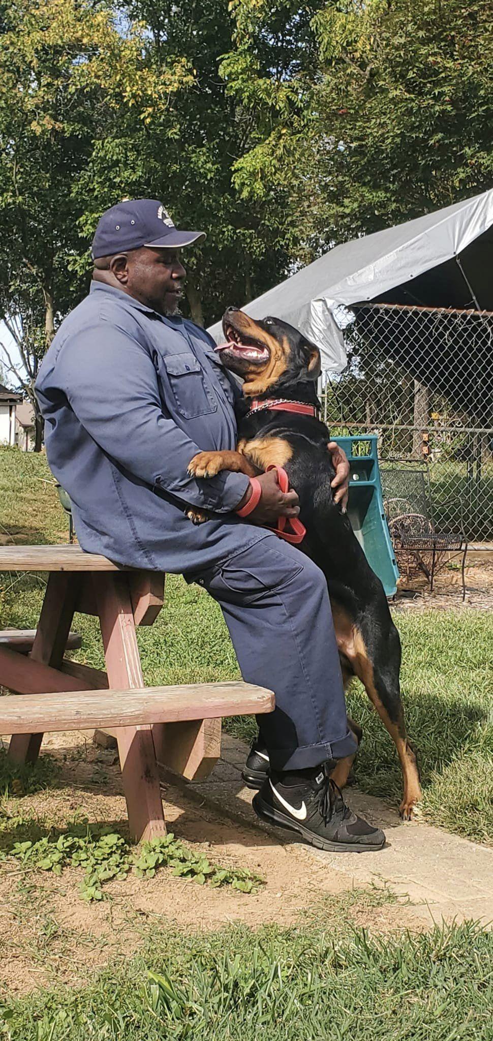 WESSON aka Poo Bear, Adoptable, Adult Male Rottweiler.