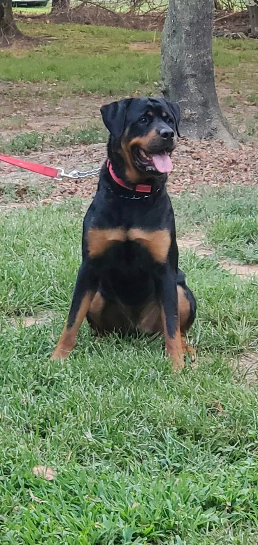 Wesson Aka Poo Bear thumbnail 2