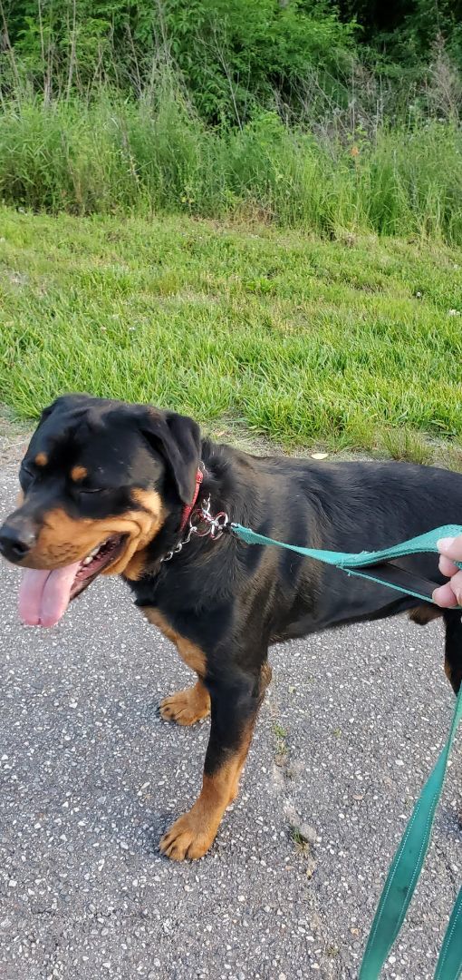 WESSON aka Poo Bear, a Adoptable Rottweiler in Chapel Hill, NC image 4/6