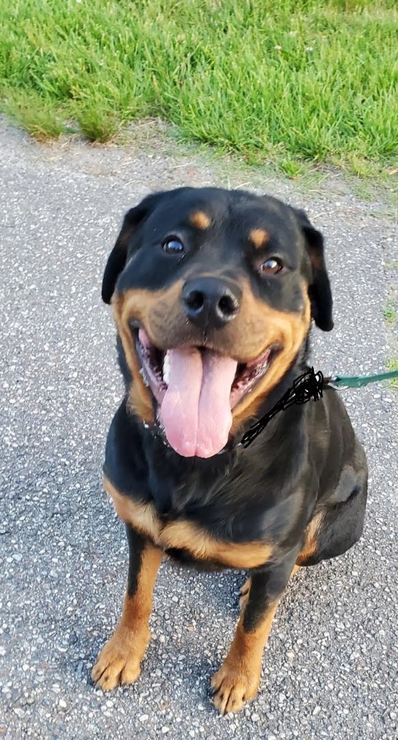 WESSON aka Poo Bear, a Adoptable Rottweiler in Chapel Hill, NC image 5/6