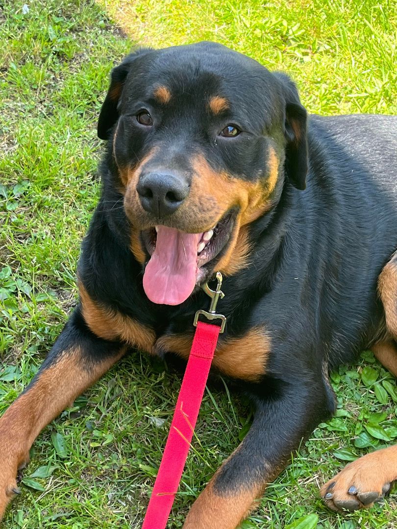 WESSON aka Poo Bear, a Adoptable Rottweiler in Chapel Hill, NC image 6/6