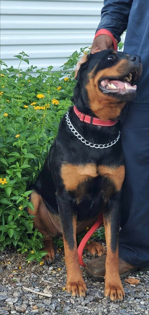 WESSON aka Poo Bear, a Adoptable Rottweiler in Chapel Hill, NC image 3/6