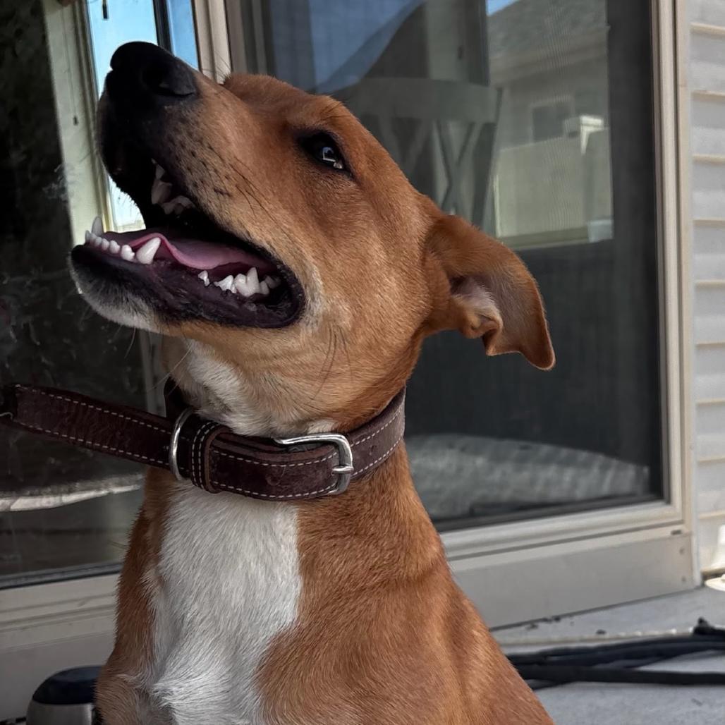 Agustus, Adoptable, Young Male Cattle Dog & Retriever.