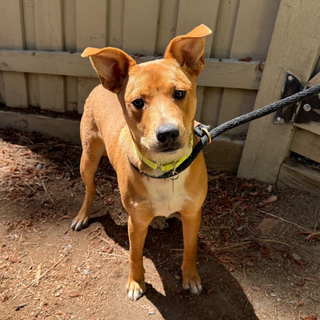 Enlarge Agustus, a Adoptable mixed breed in Incline Village, NV image 2/6