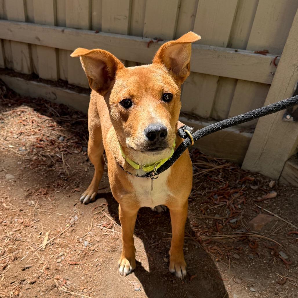 Enlarge Agustus, a Adoptable mixed breed in Incline Village, NV image 3/6