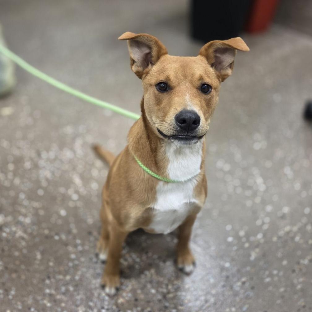 Enlarge Agustus, a Adoptable mixed breed in Incline Village, NV image 4/6