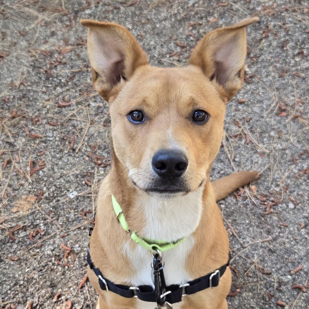 Enlarge Agustus, a Adoptable mixed breed in Incline Village, NV image 5/6
