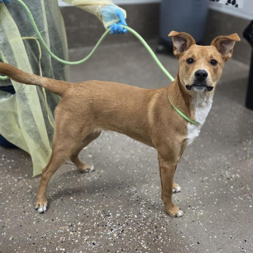 Enlarge Agustus, a Adoptable mixed breed in Incline Village, NV image 6/6