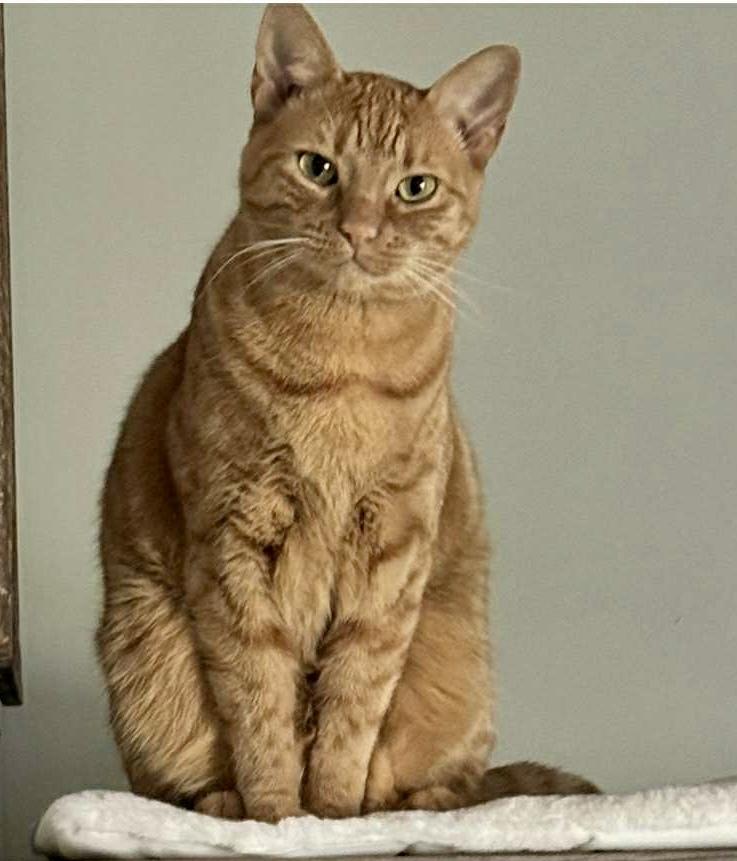 Enlarge Riley Rae, an adopted Domestic Short Hair in Myrtle Beach, SC image 1/1