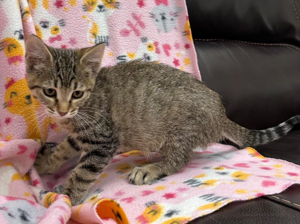 Wiley, Adoptable, Kitten Female Domestic Short Hair.