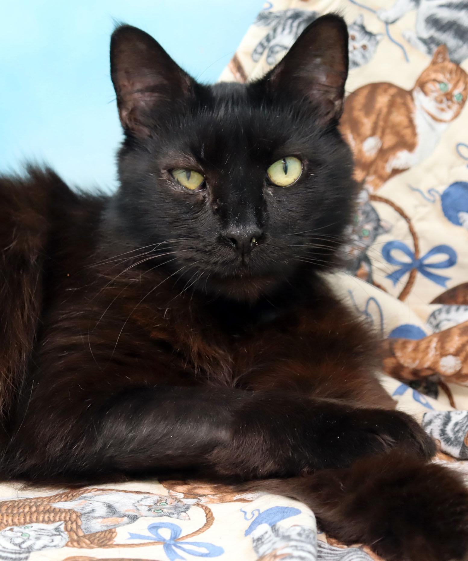 Sir Lancelot, Adoptable, Adult Male Domestic Long Hair.