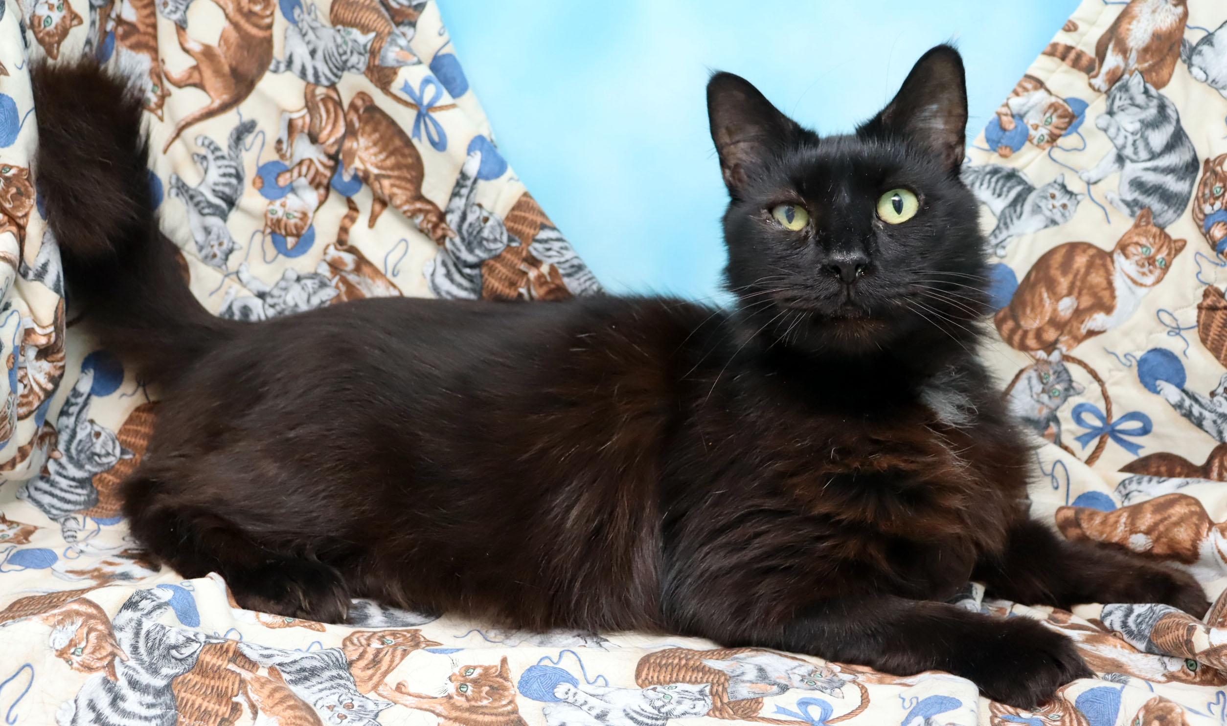 Enlarge Sir Lancelot, a Adoptable Domestic Long Hair in Tierra Verde, FL image 2/2