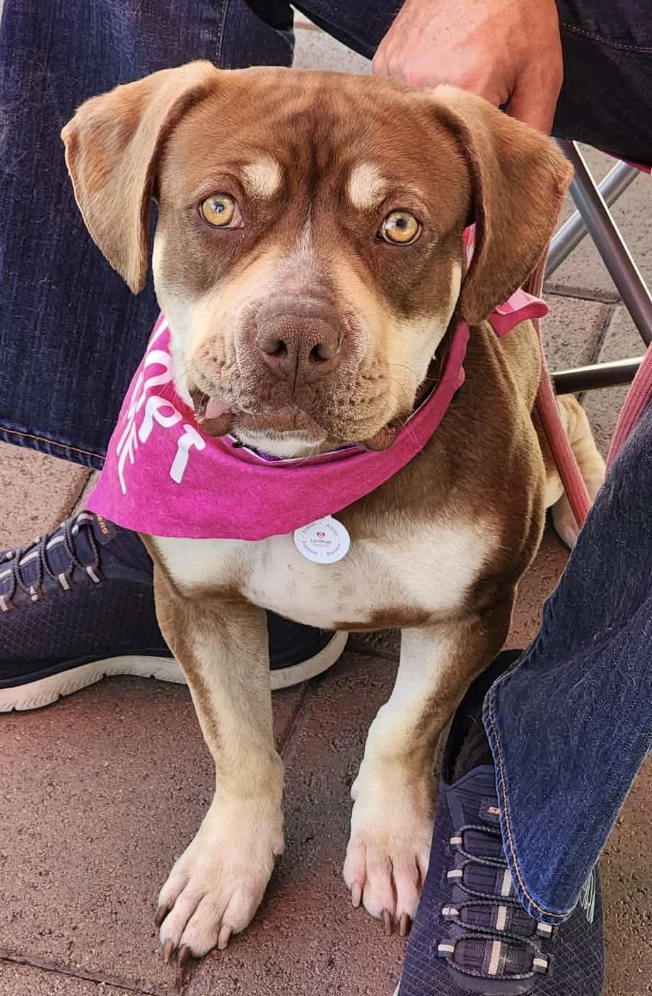 Enlarge Luna, an adopted mixed breed in Corona Del Mar, CA image 2/5