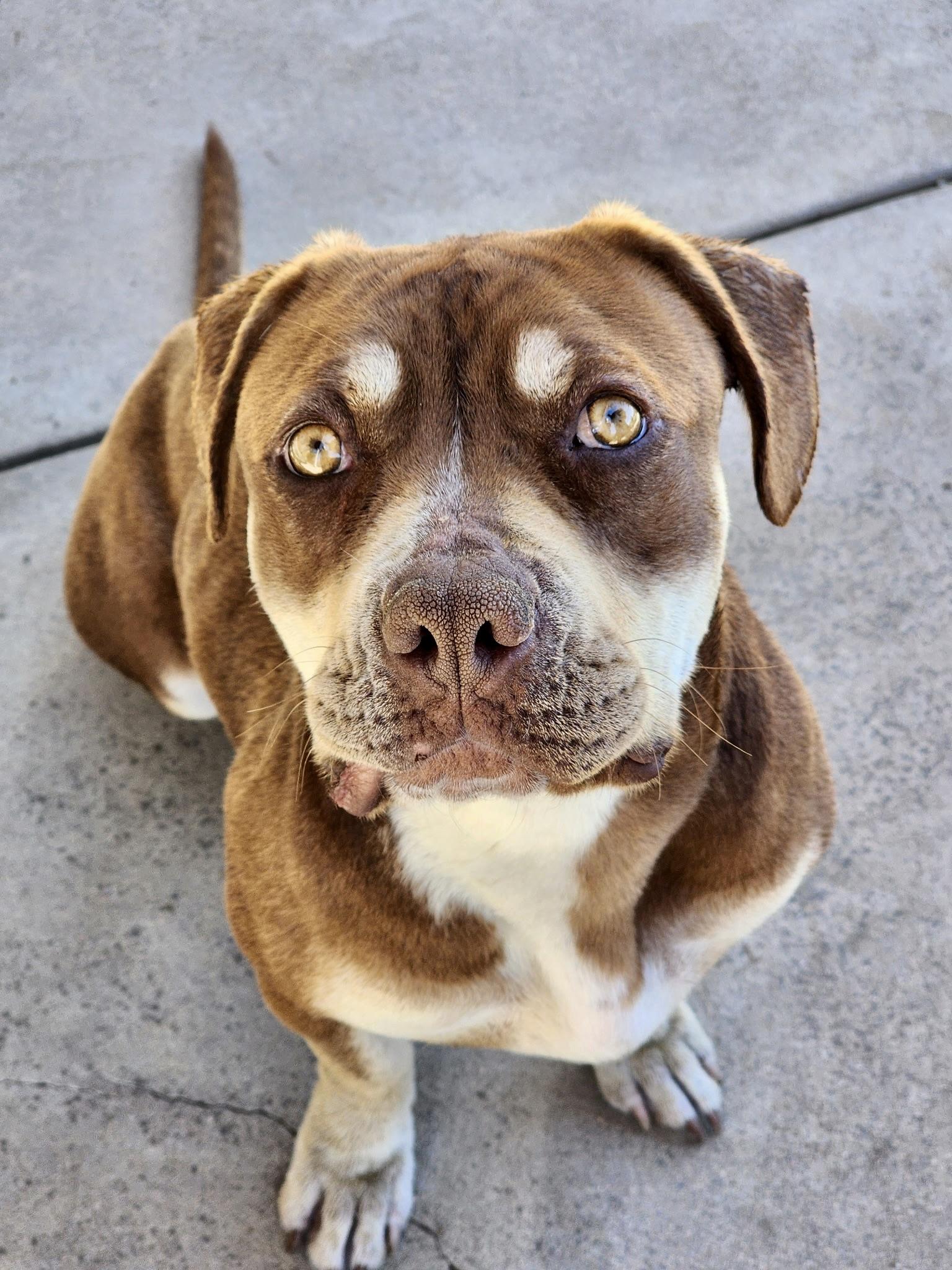 Luna, ADOPTABLE, Young Female Staffordshire Bull Terrier & Beagle.