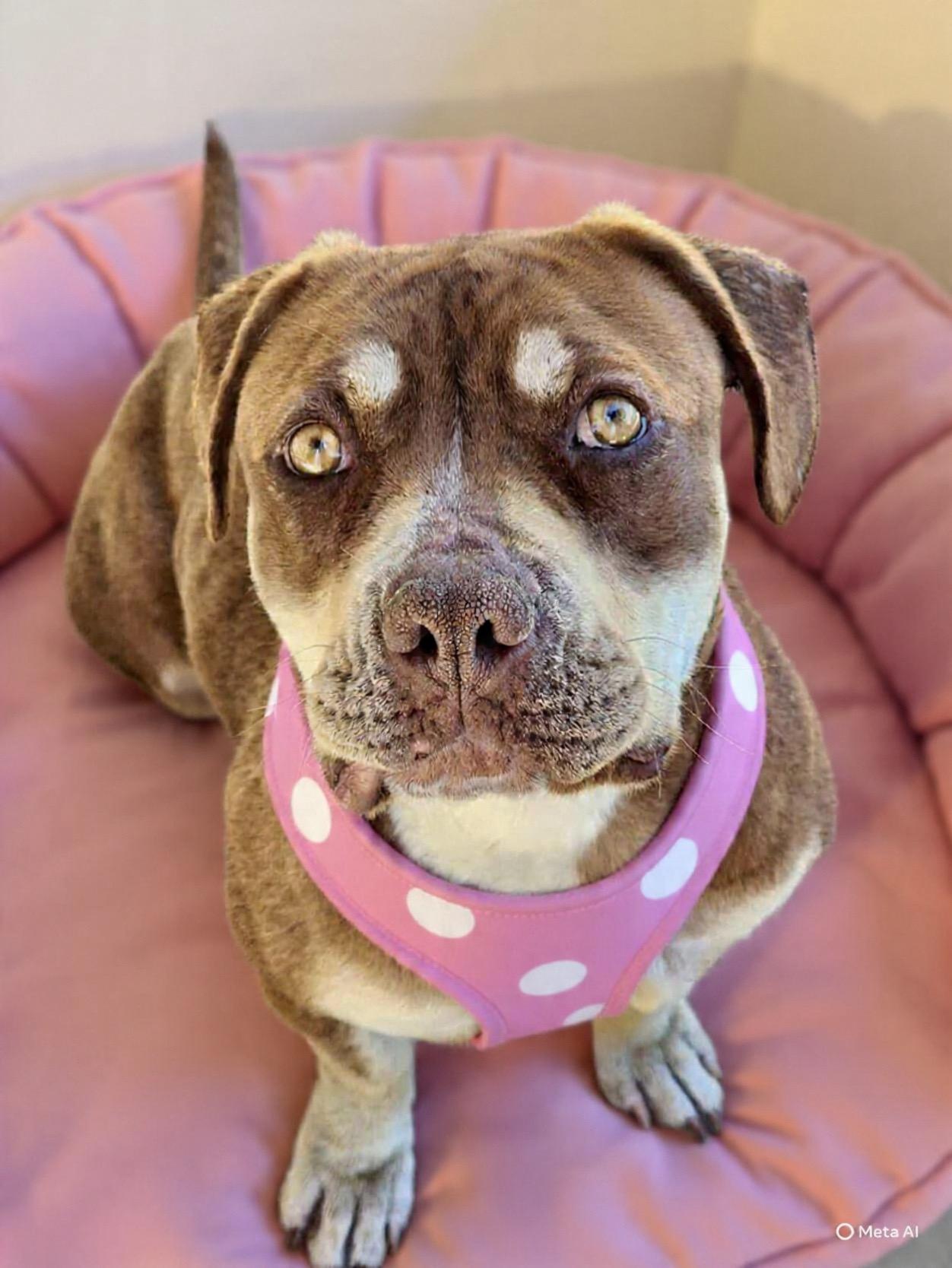 Luna, adopted, Young Female Staffordshire Bull Terrier & Beagle.