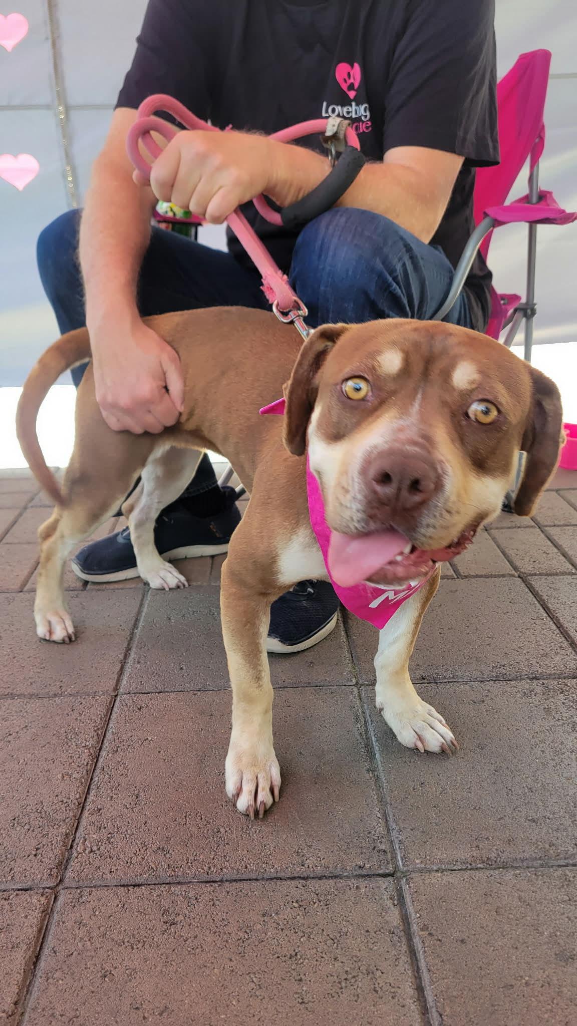 Enlarge Luna, an adopted mixed breed in Corona Del Mar, CA image 5/5