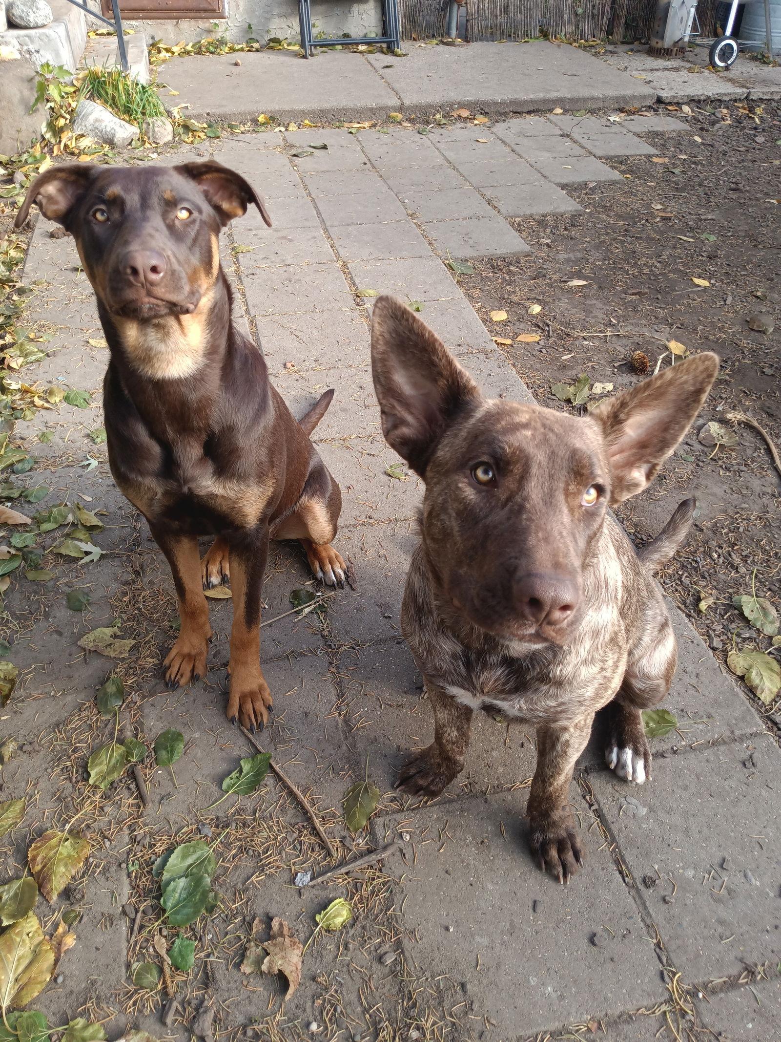 Dobie, Adoptable, Young Female Doberman Pinscher.