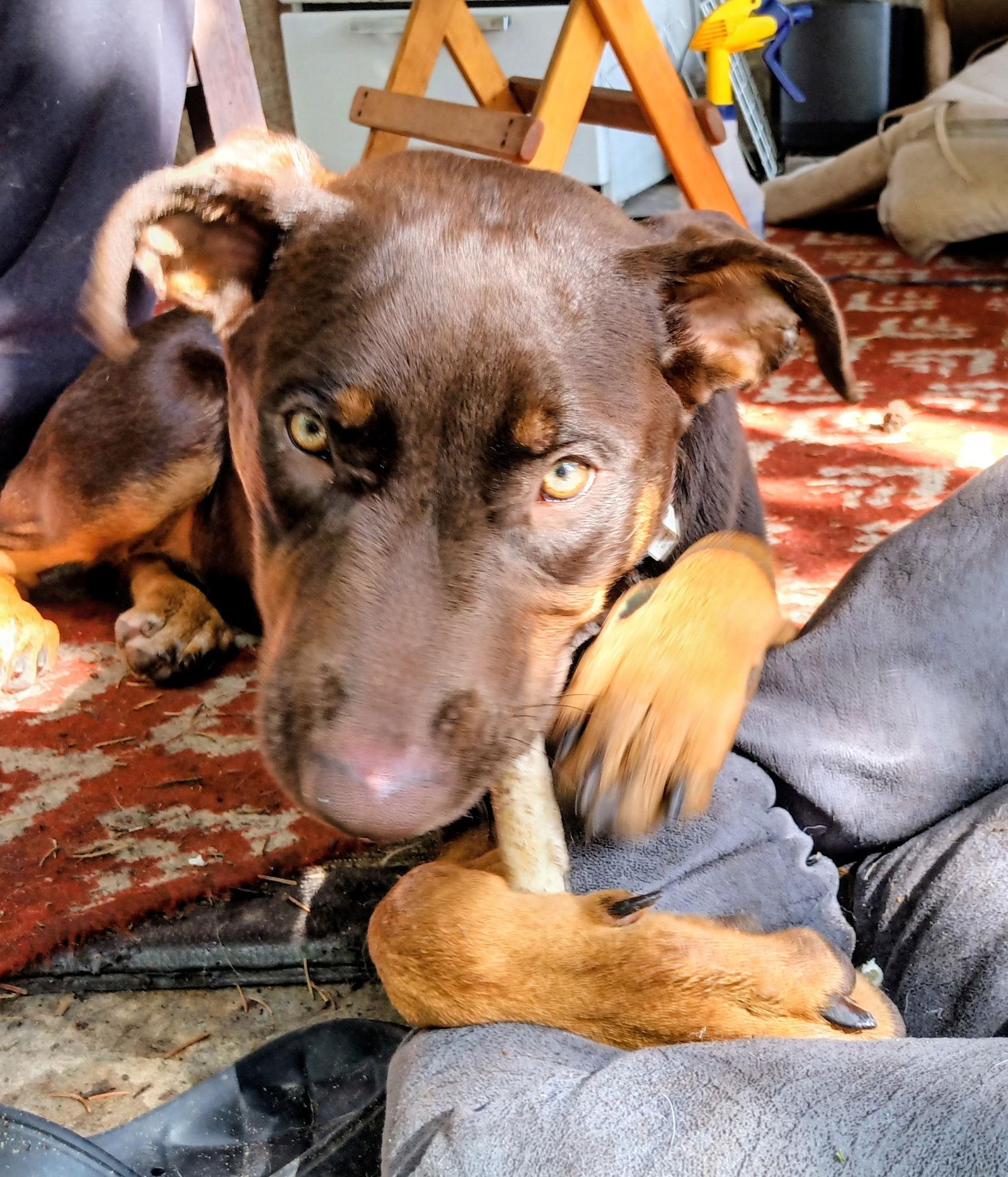 Enlarge Dobie, a Adoptable Doberman Pinscher in Cottage Grove, MN image 2/3