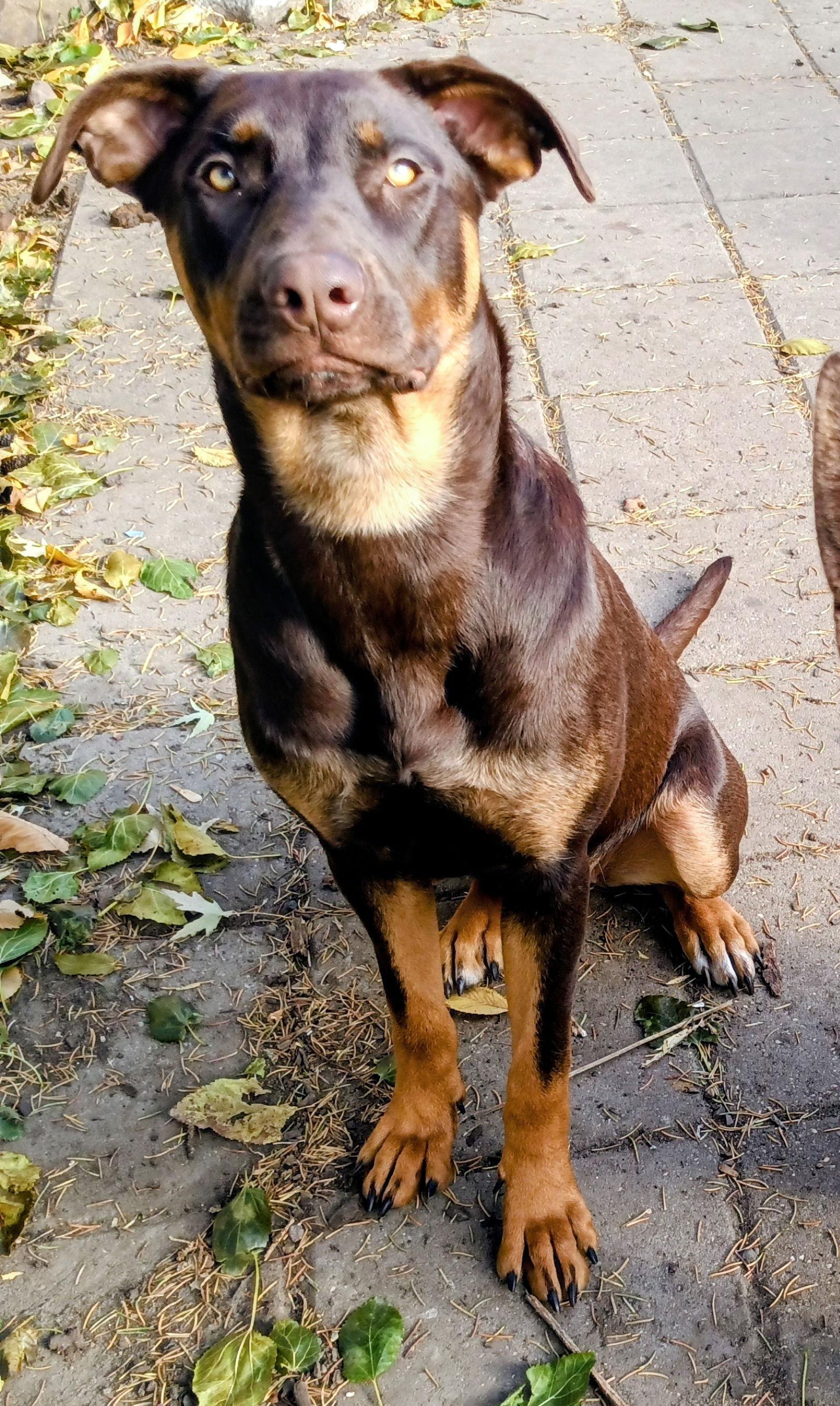 Enlarge Dobie, a Adoptable Doberman Pinscher in Cottage Grove, MN image 3/3