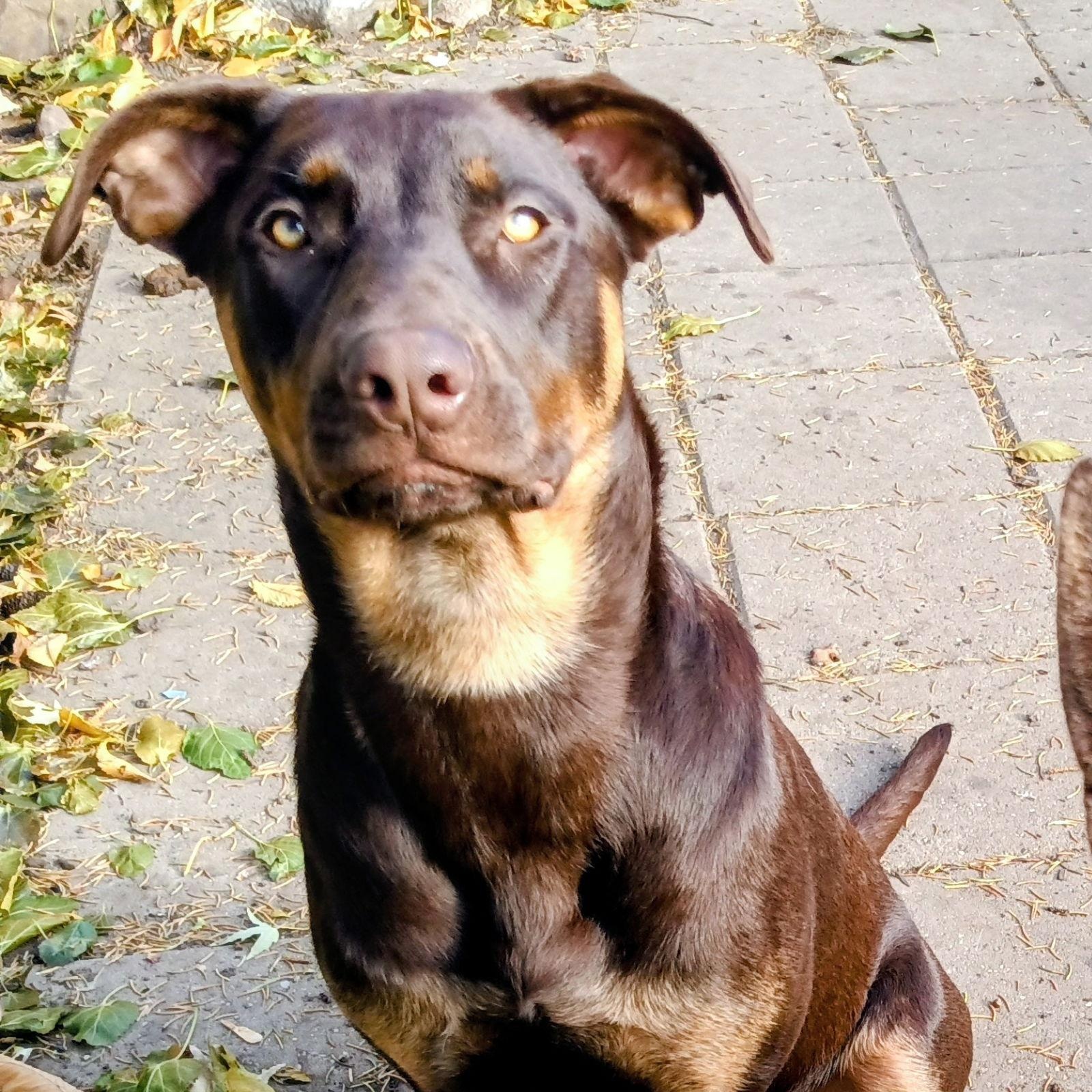 Enlarge Dobie, a Adoptable Doberman Pinscher in Cottage Grove, MN image 1/3