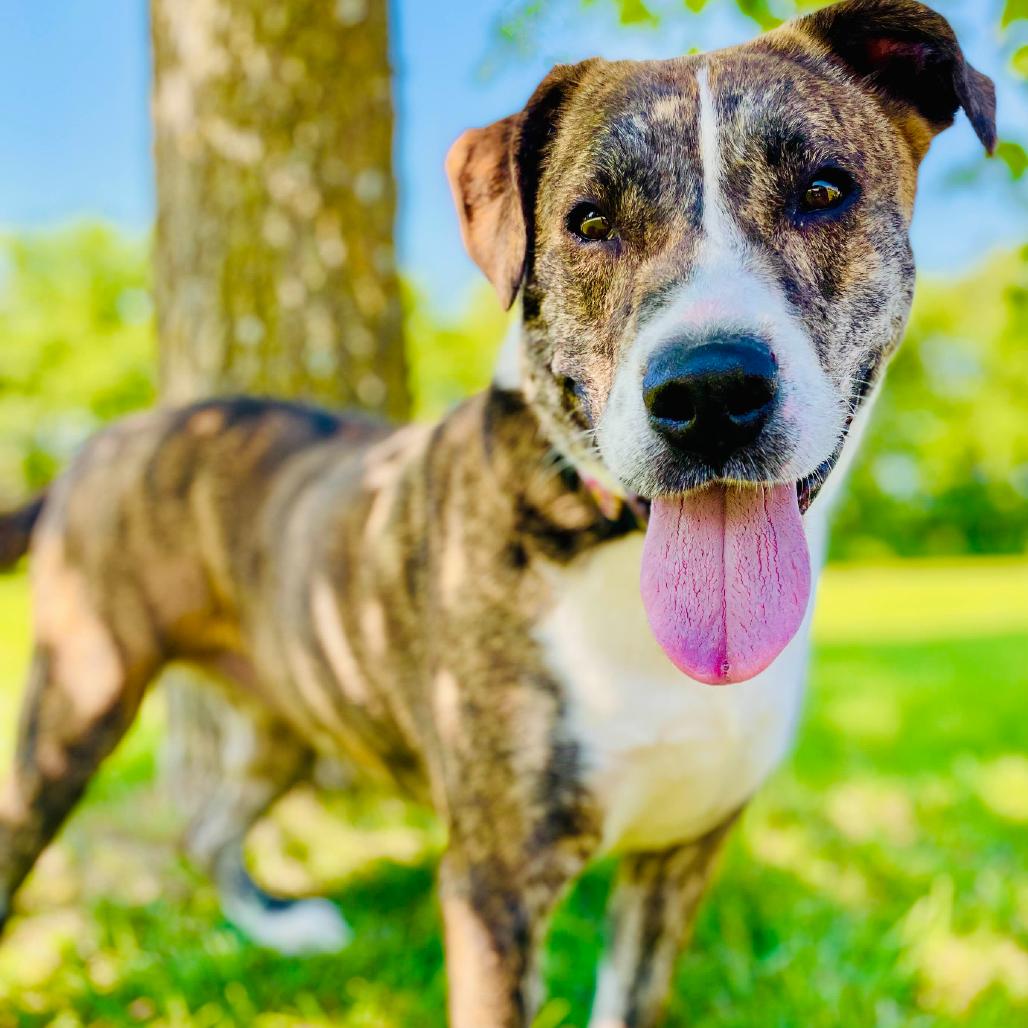 Daisy, Adoptable, Adult Female Plott Hound & Terrier.