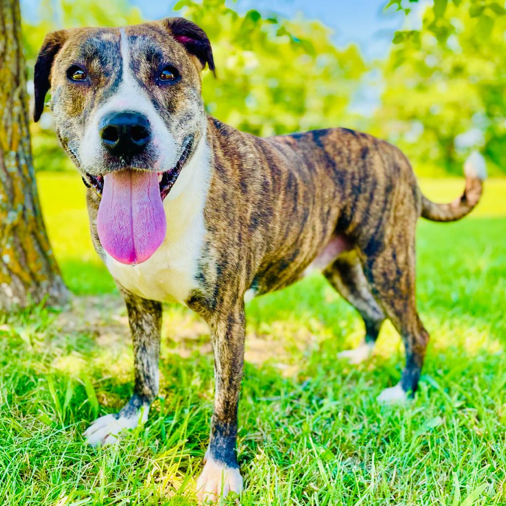 Enlarge Daisy, a Adoptable mixed breed in Lebanon, MO image 2/4