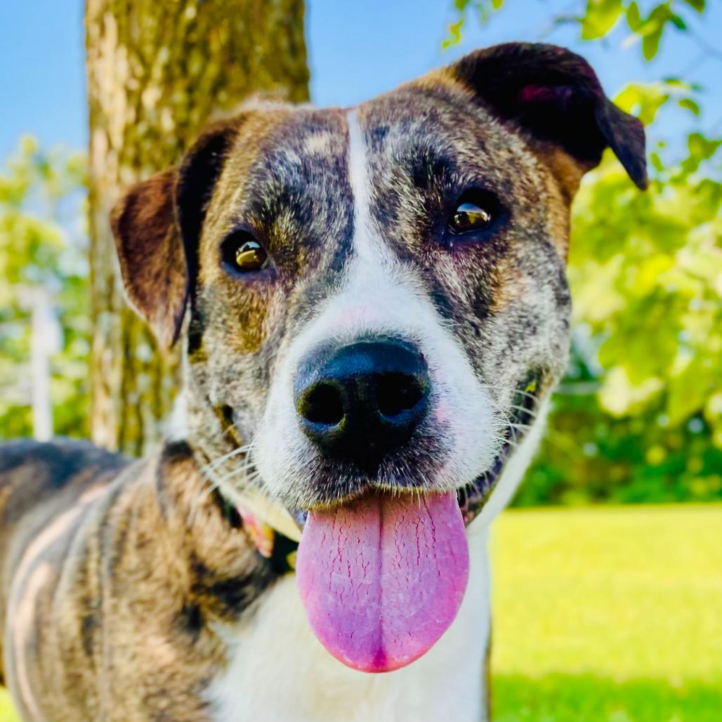 Enlarge Daisy, a Adoptable mixed breed in Lebanon, MO image 3/4