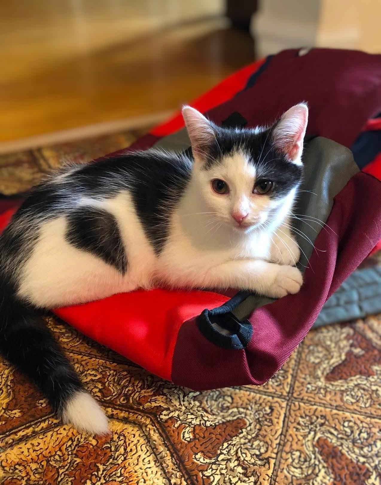 Enlarge Doby, a Adoptable Domestic Short Hair in Montreal, QC image 4/5