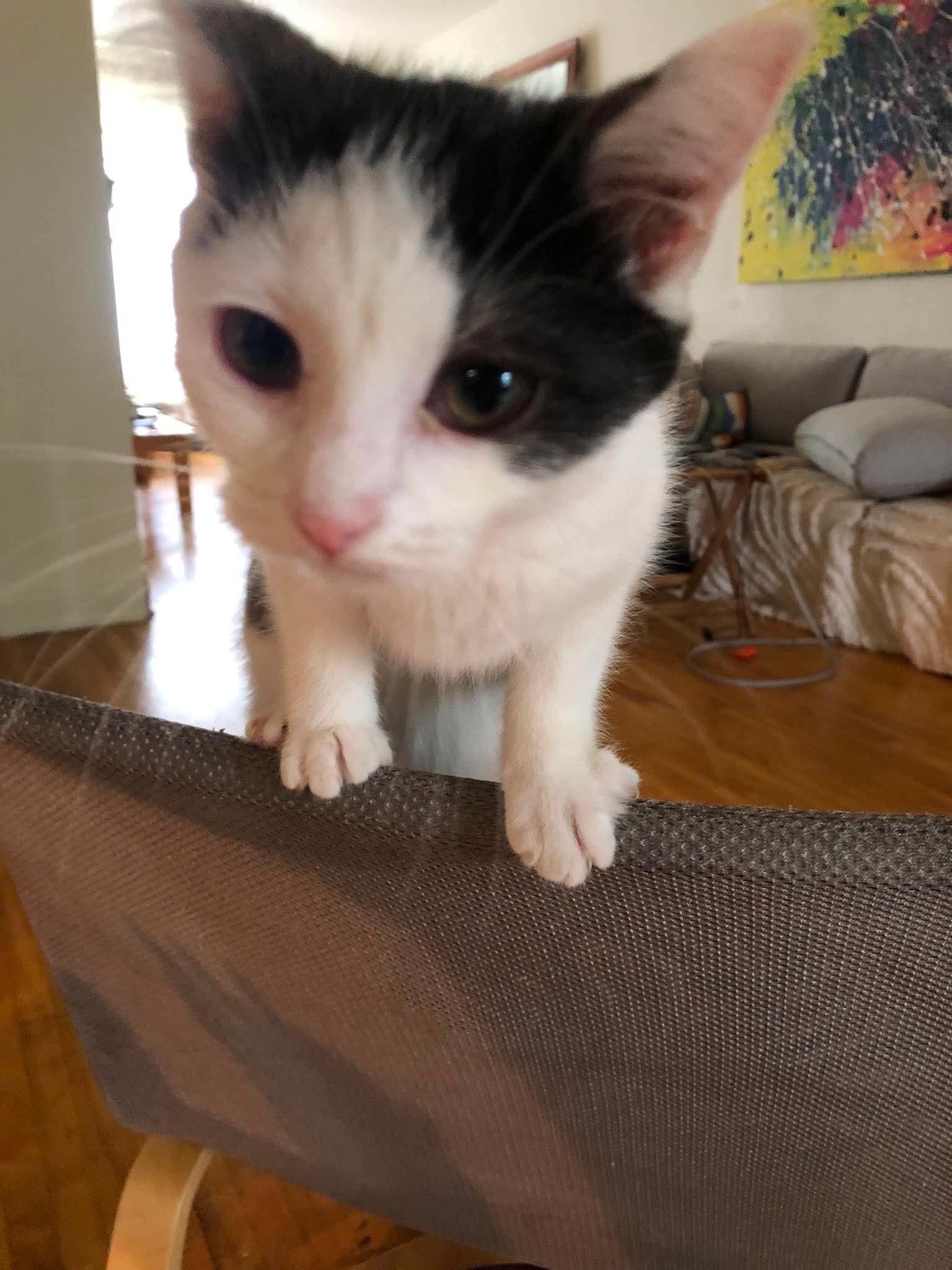 Doby, Adoptable, Kitten Female Domestic Short Hair.