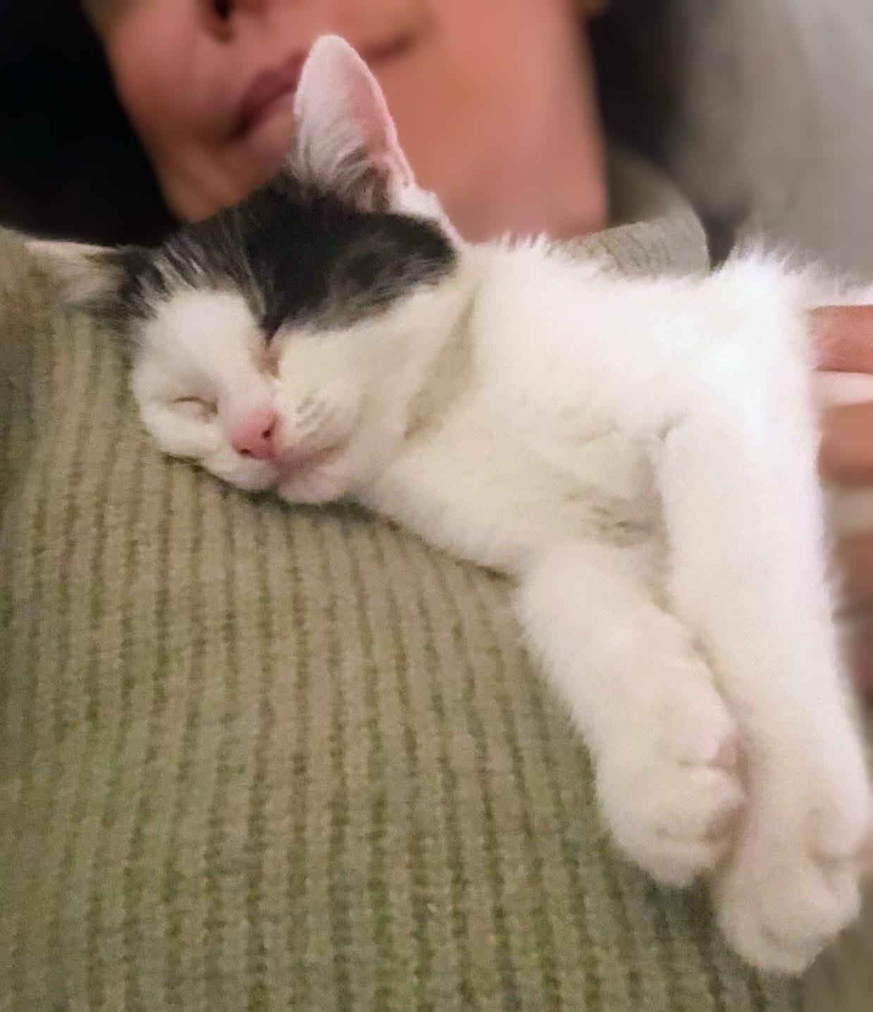 Enlarge Doby, a Adoptable Domestic Short Hair in Montreal, QC image 3/5