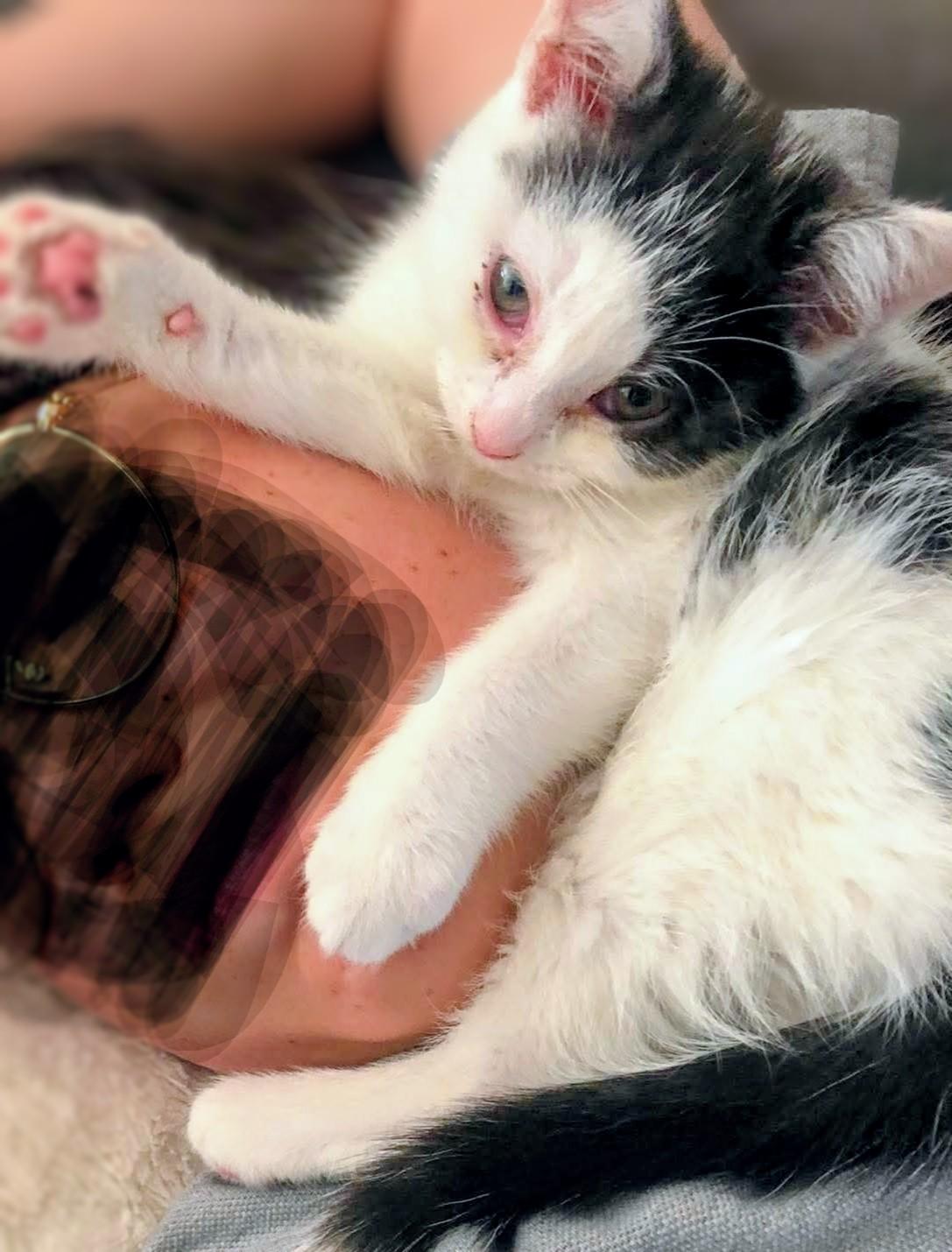 Enlarge Doby, a Adoptable Domestic Short Hair in Montreal, QC image 5/5