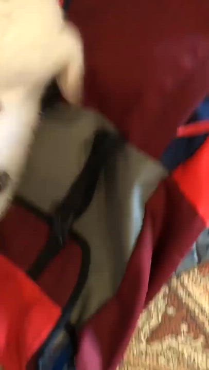 Enlarge Doby, a Adoptable Domestic Short Hair in Montreal, QC video 2/5
